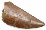 Serrated Raptor Tooth - Real Dinosaur Tooth #376513-1